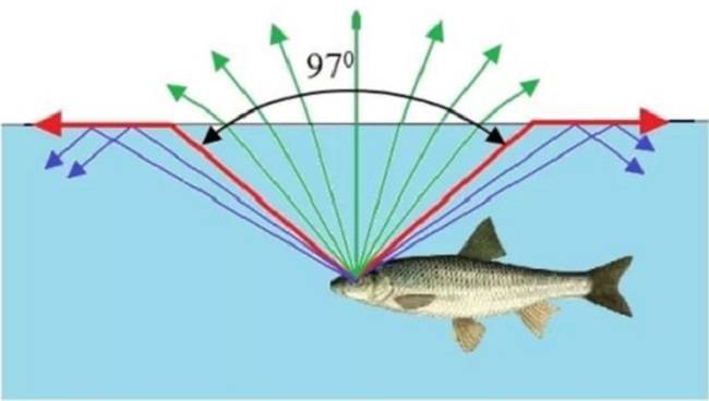 Зрение рыб. максимальное расстояние | схема угла зрения