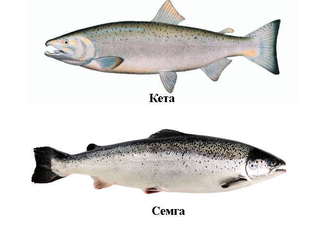 Рыба кета: калорийность, польза и вред для организма
