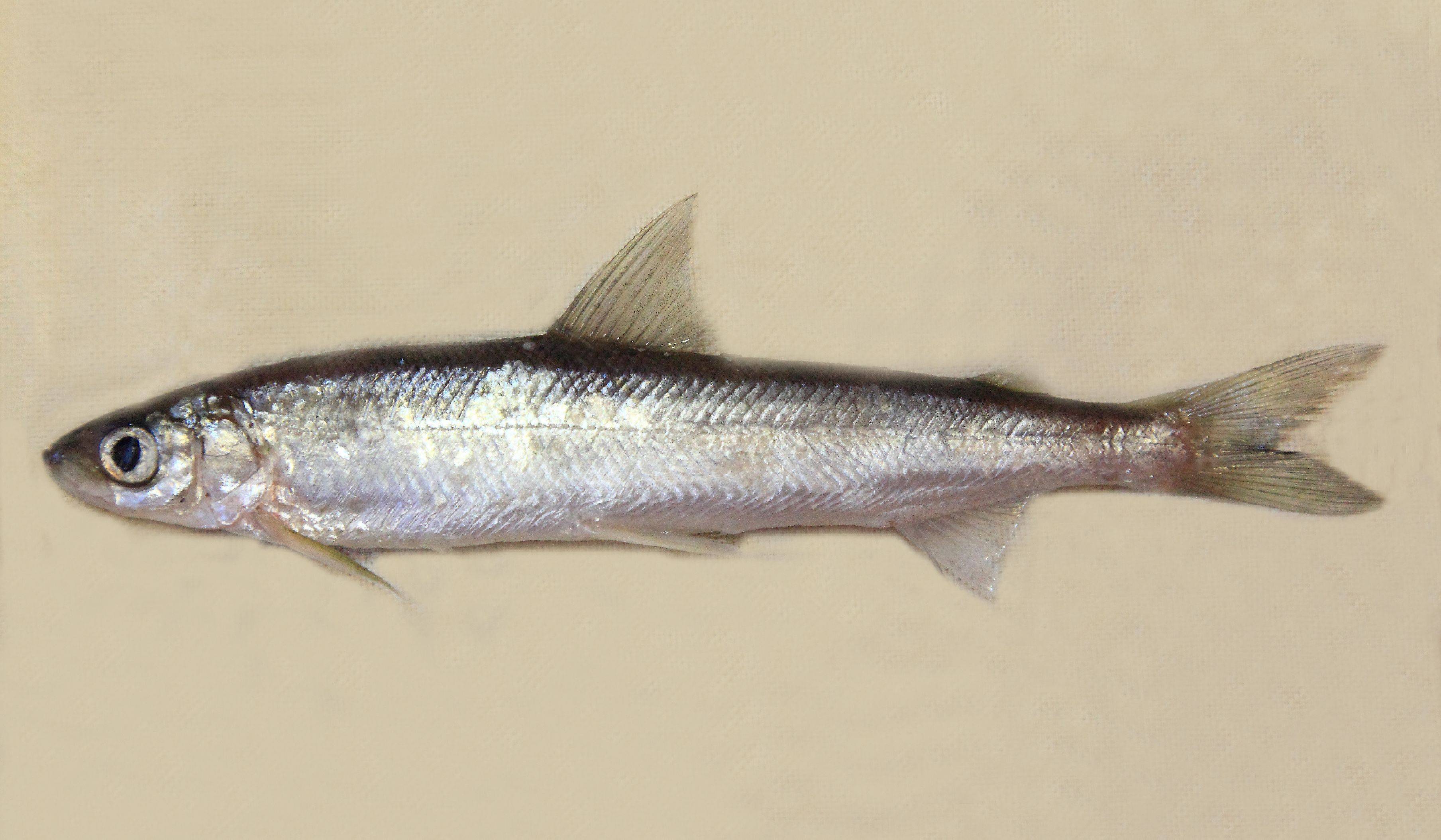 Рыба «Ряпушка сибирская» фото и описание