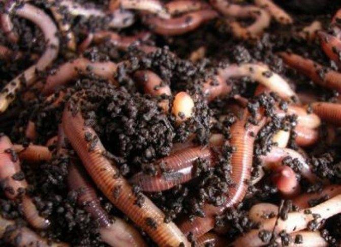 Все о выращивании и разведении дождевых червей в домашних условиях
