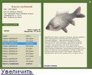 Рыба «Карась серебряный» фото и описание