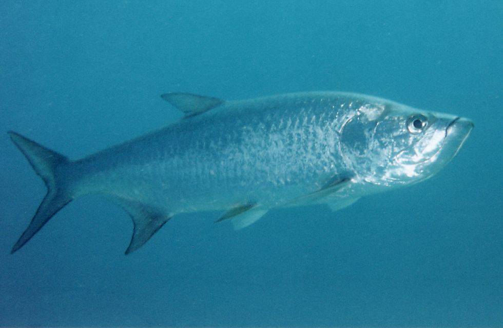 Звездчатый аротрон — необычная рыба