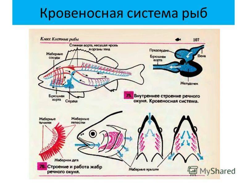 Двоякодышащие рыбы: класс, представители, особенности строения, характеристики :: syl.ru