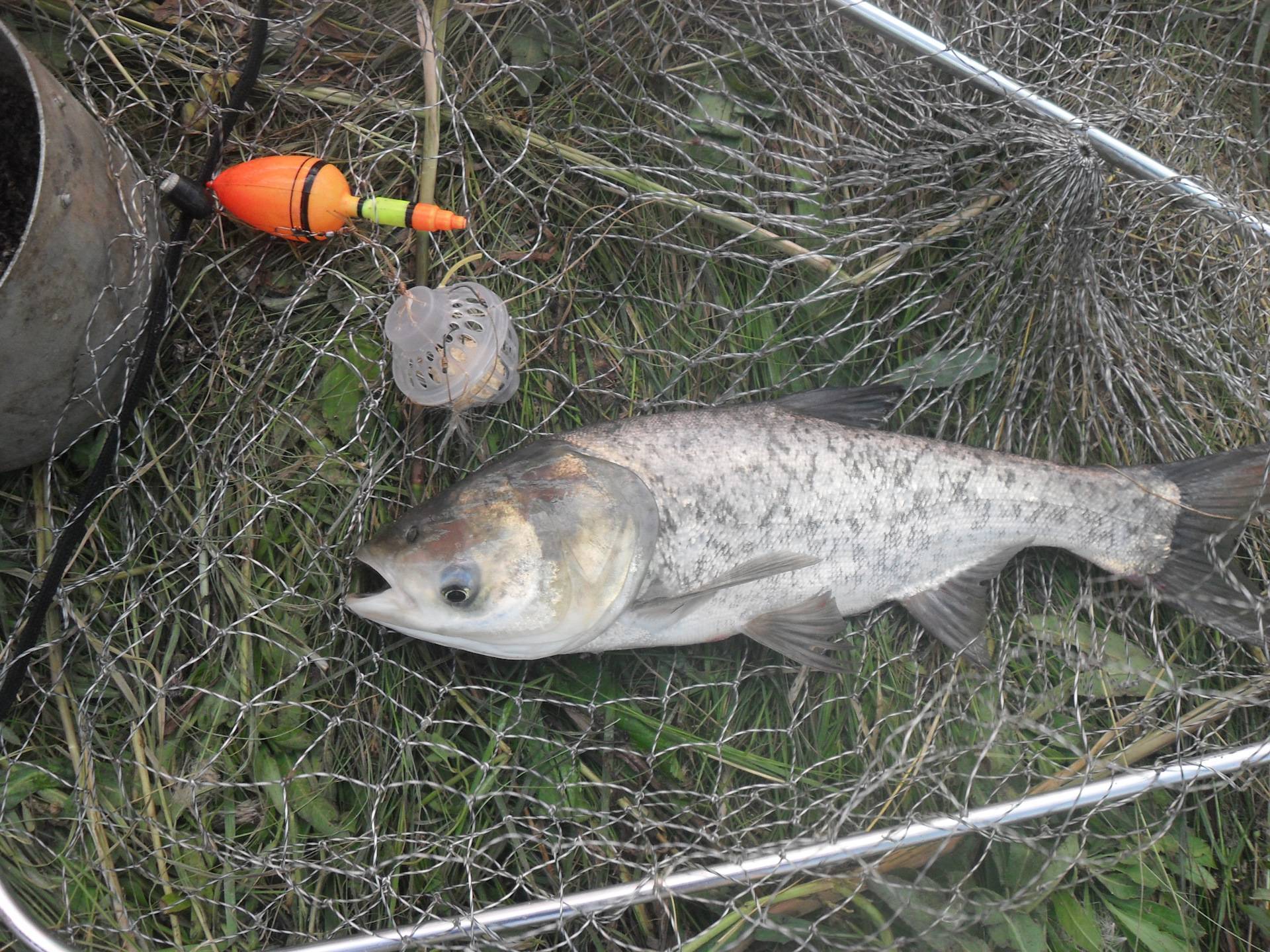 Ловля толстолобика: как ловить, на что клюет рыба, способы поймать на удочку, приманки