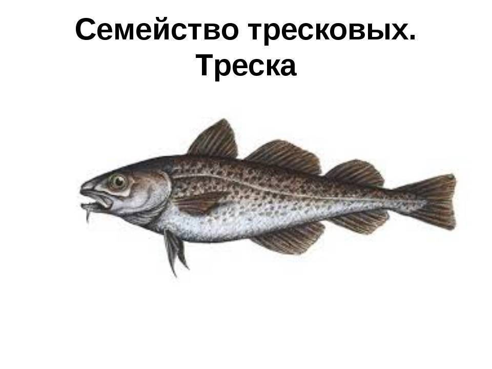 Рыба семейства тресковых: какого размера и отличительные внешние признаки, виды тресковых