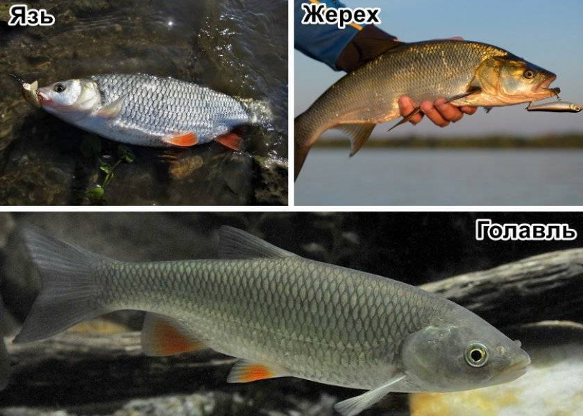 Рыба карась: описание, сколько живет, как выглядит, особенности нереста, отличия от карпа
