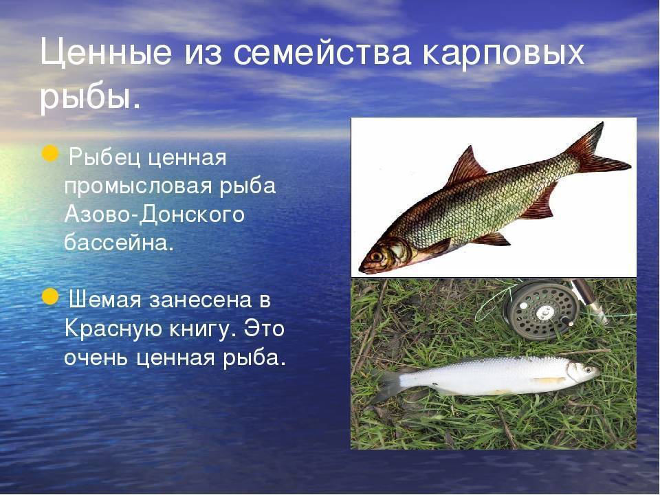 Шамайка – необычная рыба