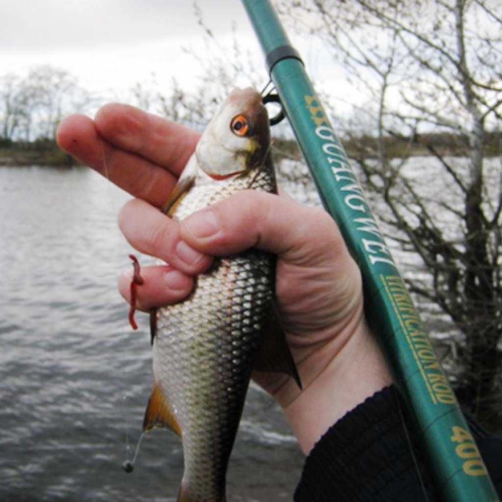 Голавль, весна, спиннинг — сложная, но интересная рыбалка!