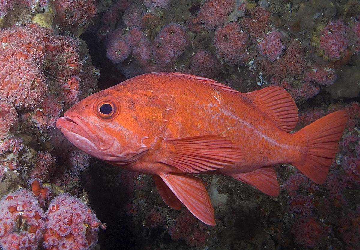 Морской окунь: польза и вред красной рыбы для организма, состав и калорийность, полезные свойства и противопоказания