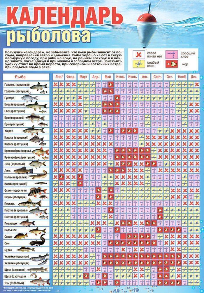 Рыба амур белый: описание, образ жизни и особенности ловли