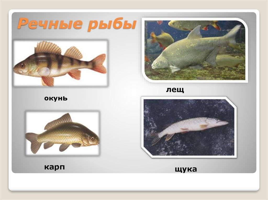 Болезни аквариумных рыб: лечение, фото, симптомы, диагностика болезней аквариумных рыб