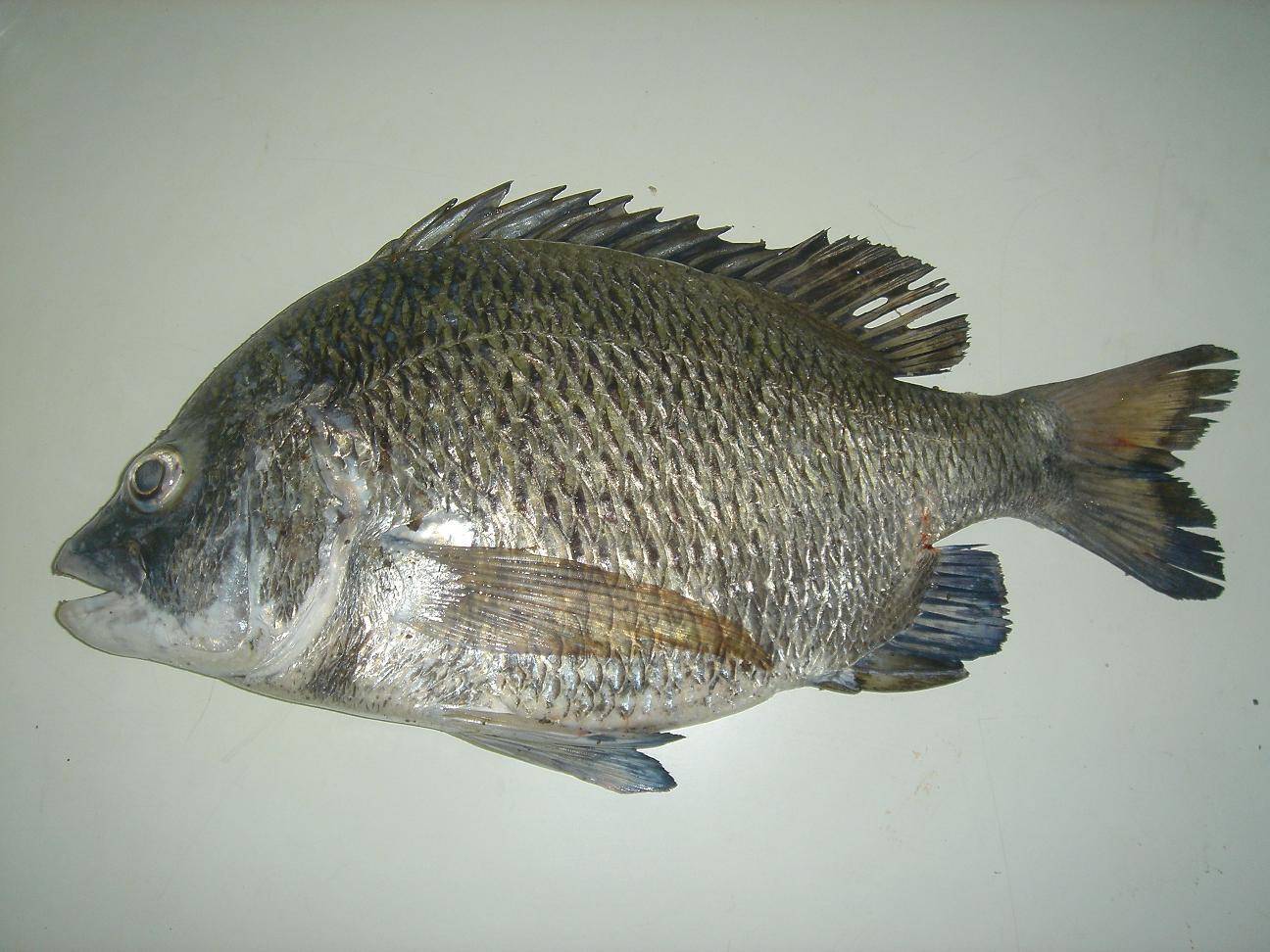 Рыба зубатка: описание вида, где водится, как готовить, польза и вред, цена