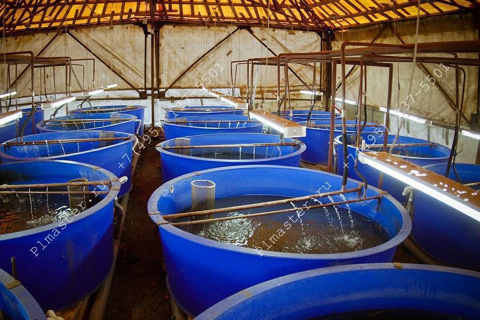Искусственное разведение рыб в водоемах как бизнес — cельхозпортал