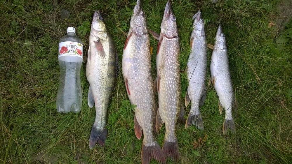 Рыбалка в томске и томской области