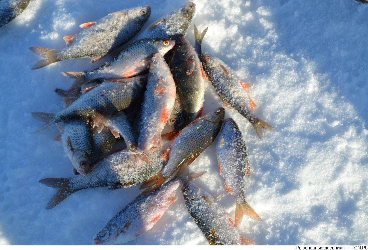 Отзывы о рыбалке на можайском водохранилище и базы для рыбаков – суперулов – интернет-портал о рыбалке