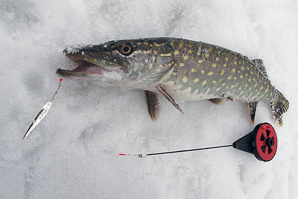 Блеснение щуки зимой - особенности и тонкости - на рыбалке!