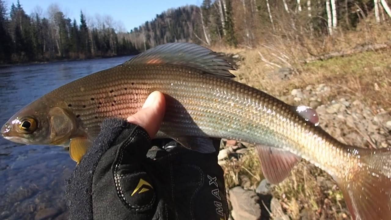 Рыбалка на реке лена: как и на что ловить