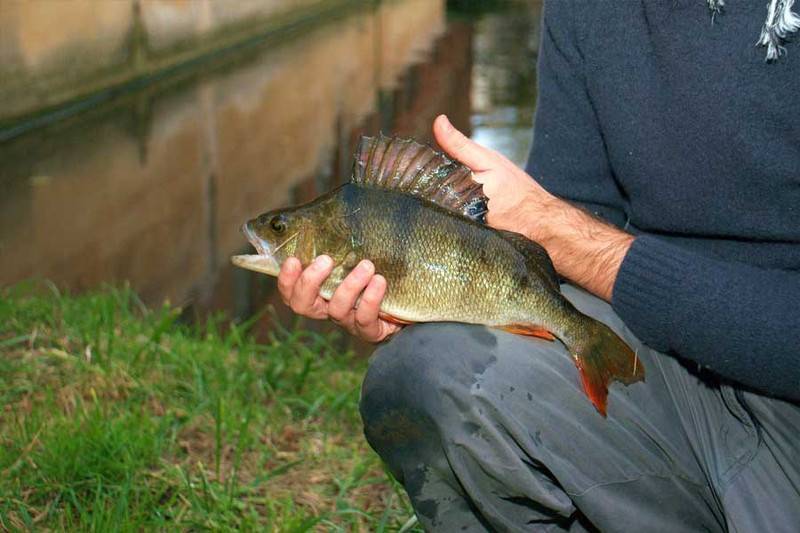 Рыбалка с парома, река сухая