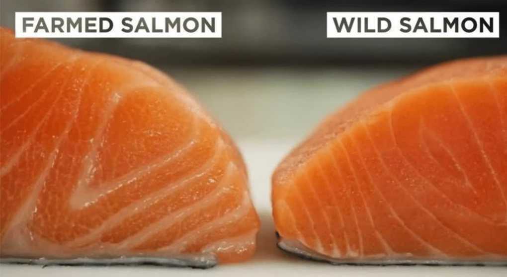 Лосось и семга — чем отличаются эти рыбы?