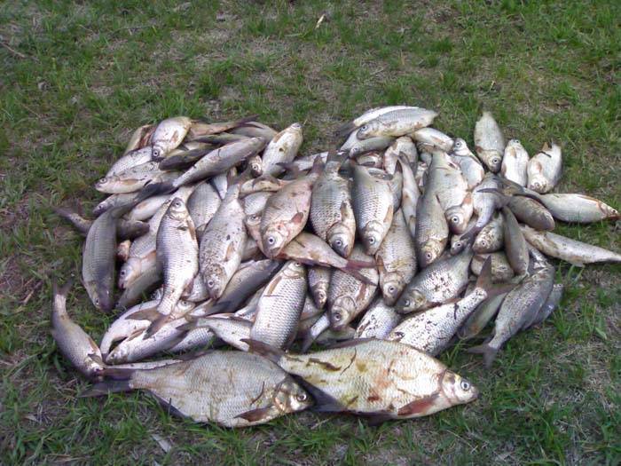 Астрахань - календарь рыболова. рыбалка в астрахани, график клёва рыбы.