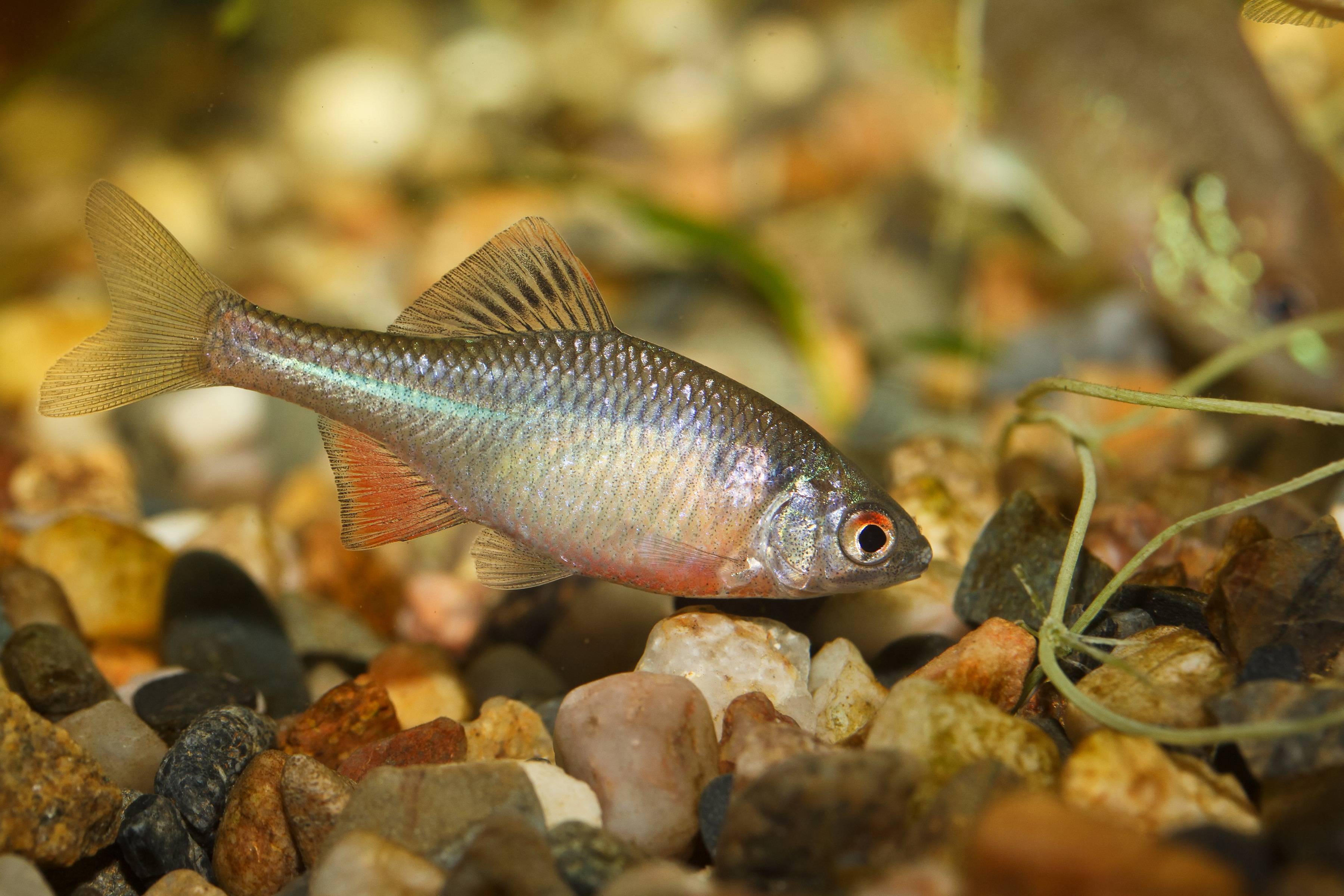 Рыба «Горчак» фото и описание
