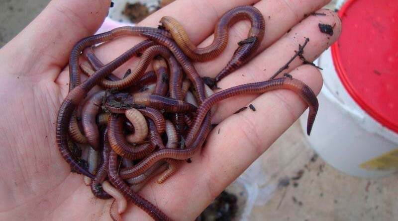 Выращивание червей для рыбалки в домашних условиях