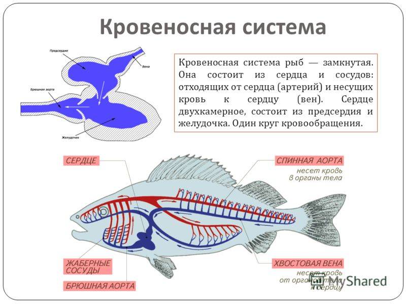 Кровеносная органы рыб. Схема строения кровеносной системы костной рыбы. Надкласс рыбы кровеносная система. Кровеносная система рыб замкнутая или незамкнутая. Кровеносная система рыб 7 класс.