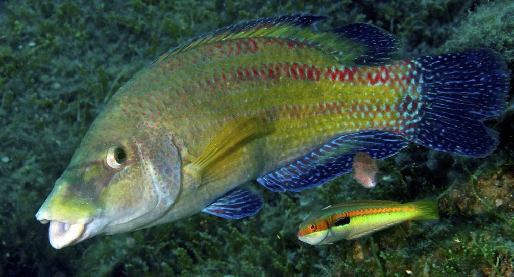 Красивая и полезная рыбка для морского аквариума - губан