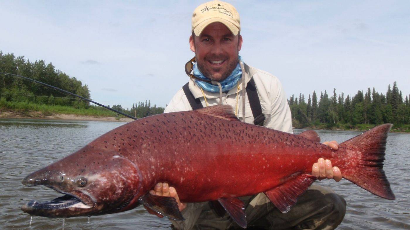 Красная рыба чавыча: особенности внешнего вида, полезные свойства и правила приготовления королевского лосося