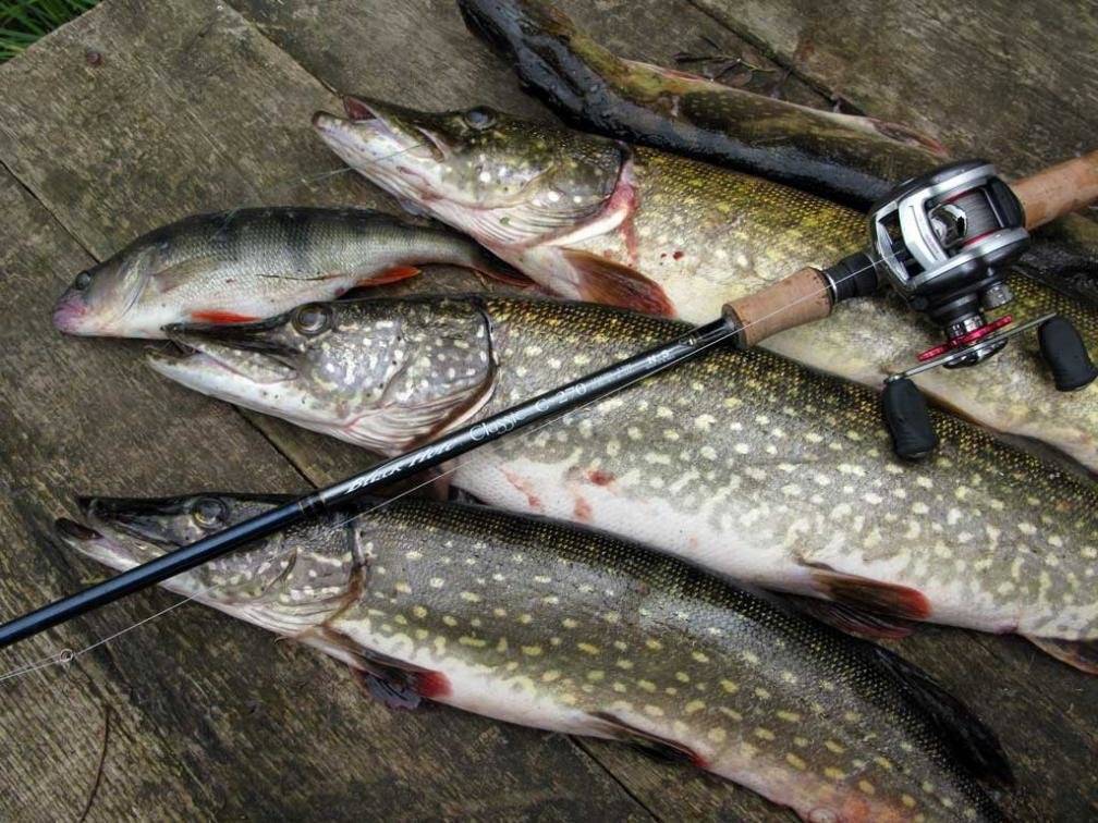 Ловля окуня на спиннинг осенью: приманки и поиск рыбы на водоеме