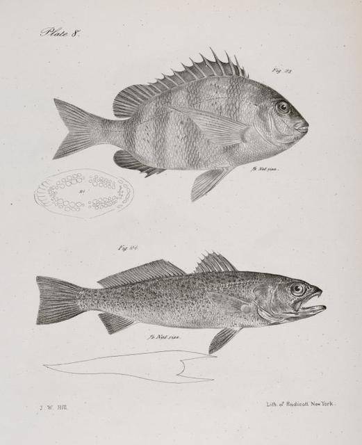 Сарган рыба. описание, особенности и среда обитания рыбы сарган