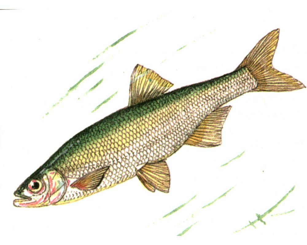 Шемая или шамайка — рыба семейства карповых, alburnus mento