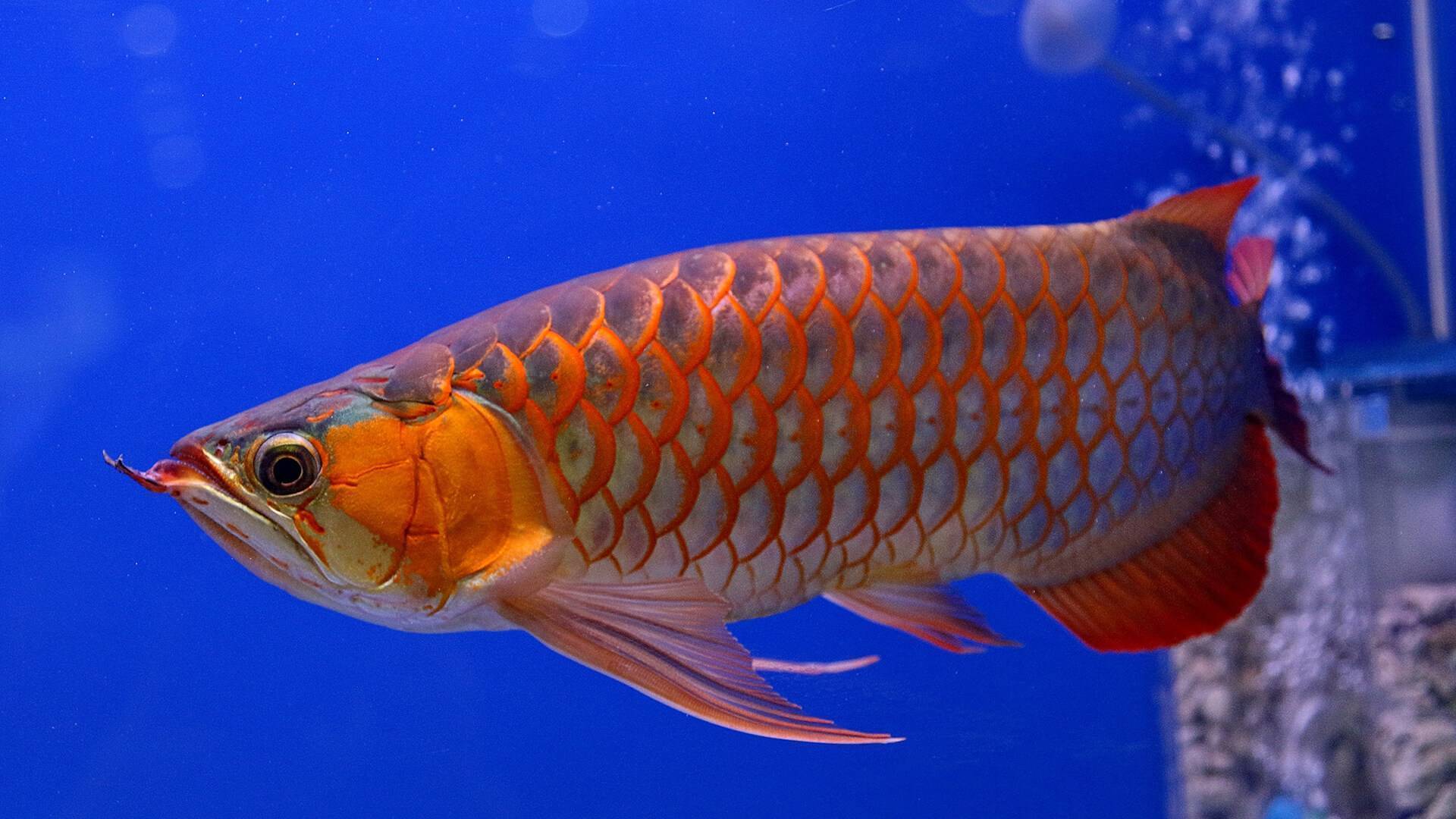 Рыба групер: описание, среда обитания, полезные свойства, рецепты