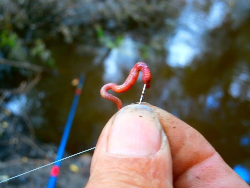 Как правильно насаживать червя на крючок - читайте на сatcher.fish