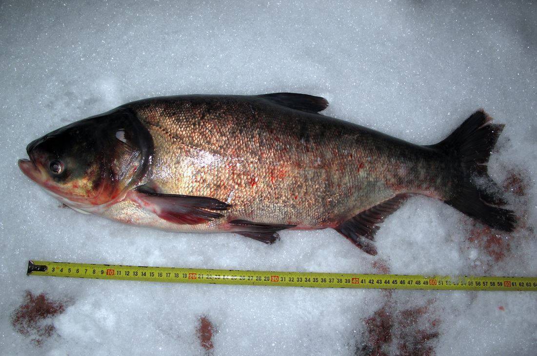 Как выглядит и где водится рыба толстолобик и ее максимальный вес
