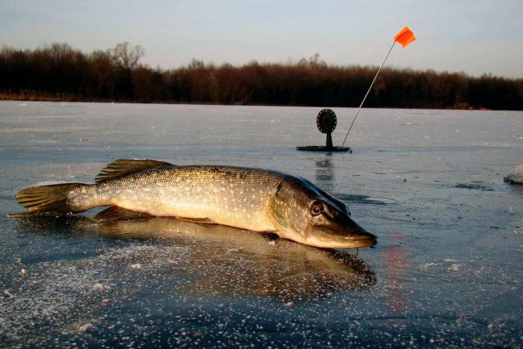 Рыбалка по первому льду: зимняя ловля ротана, карася и щуки на перволедье, плотвы и леща, на балансир и на живца, на флажки и  безмотылку