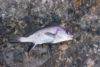 Горбыль (white seabass) — описание, как, где и на что ловить