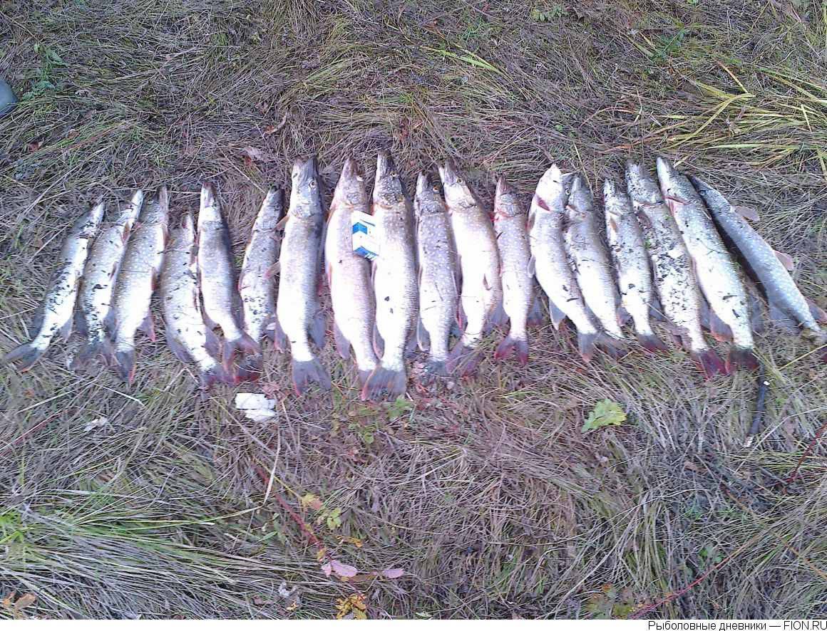 Отчет о рыбалке в августе на реке Пра