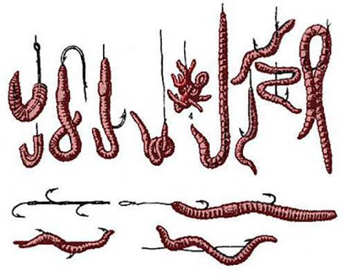 Как правильно насаживать червя на крючок. виды червей и способы их насадки на крючки