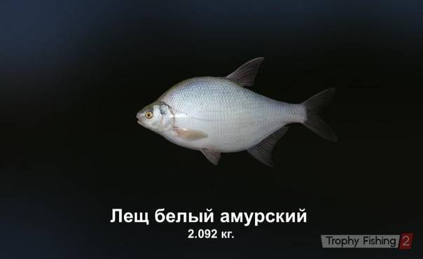 Белый амур (рыба): чем питается и как выглядит самый большой беламур