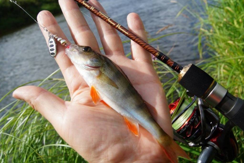 Ловля хищника и мирной рыбы на спиннинг: как поймать плотву, сигу, сазана, уклейку