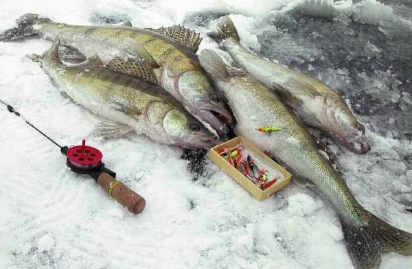Ловля судака зимой: снасти и приманки на судака для зимней ловли, где искать и как ловить со льда