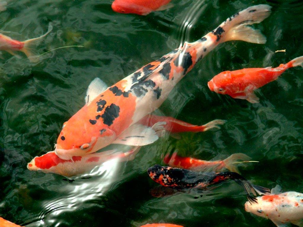 Карп кои: содержание в аквариуме японского (парчового) карася, разведение рыбки кои, породы, сколько живут