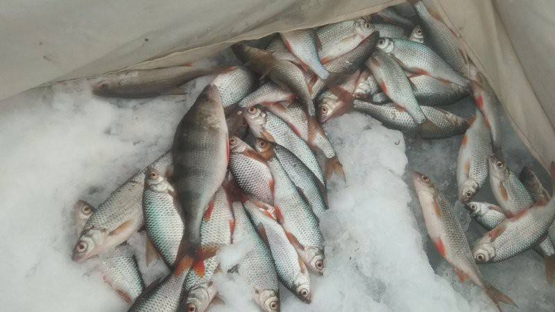 Рыбалка на истринском водохранилище: как добраться, какая рыба водится, зимний и летний лов