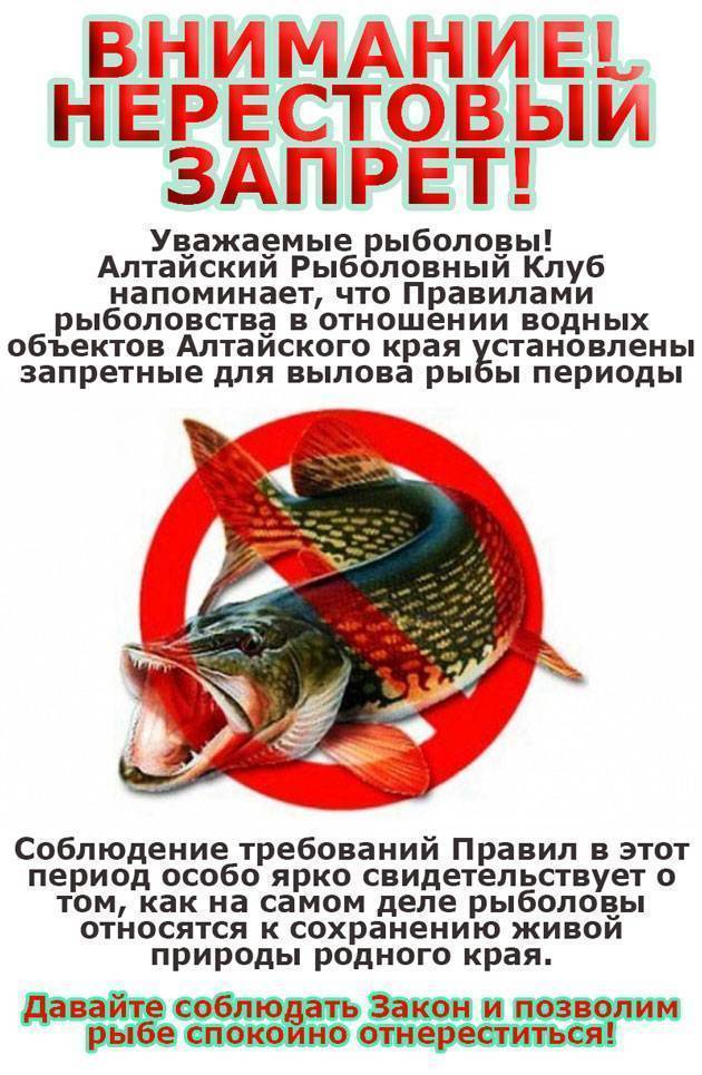 Нерестовый запрет 2020. московская область. новый закон о рыбалке