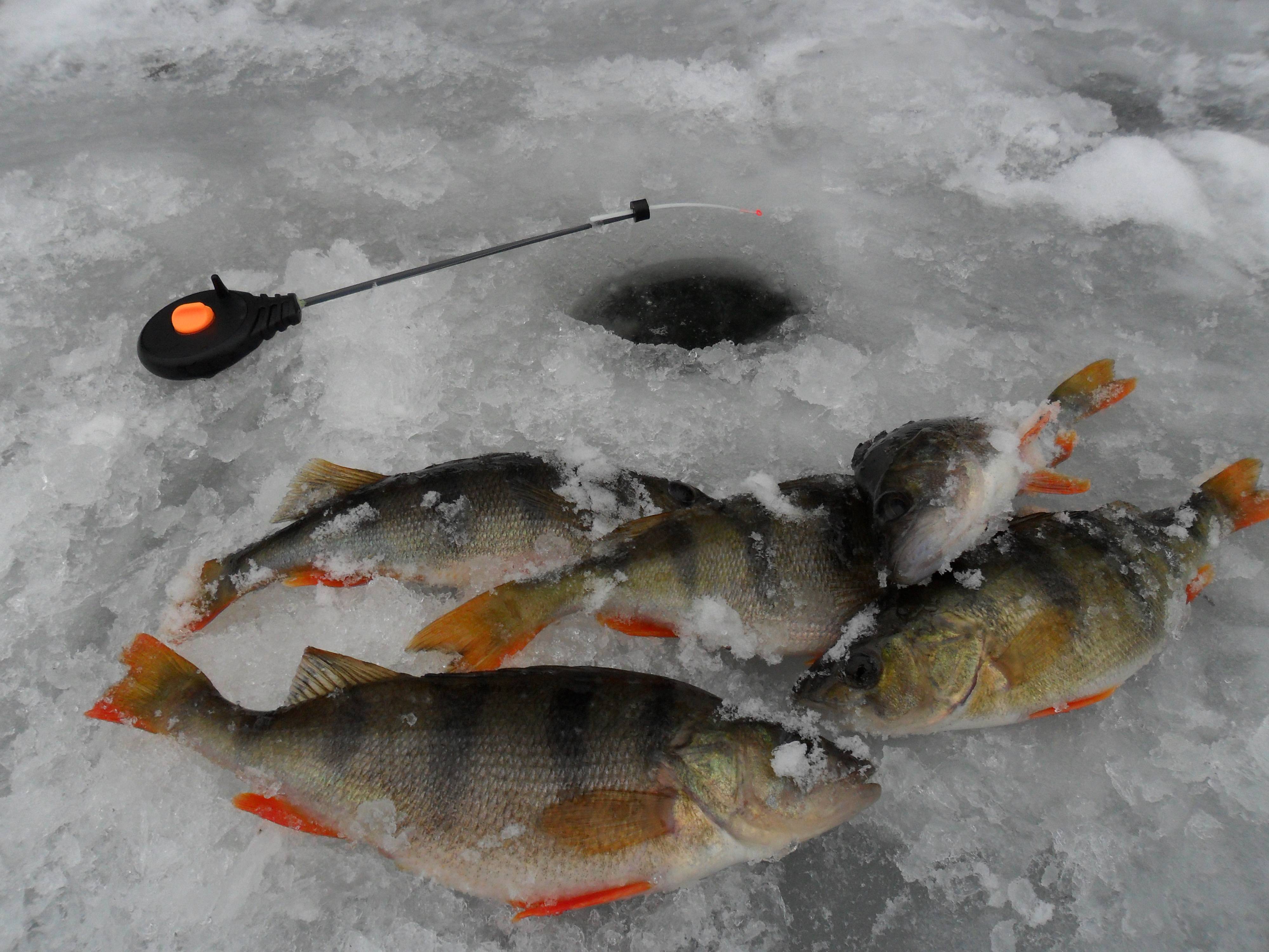 Ловля карпа зимой – особенности рыбалки на пруду
