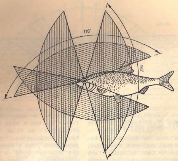 Глава 1. рыбы и среда их обитания [1985 таиров м.т. - рыбоводство и рыболовство]