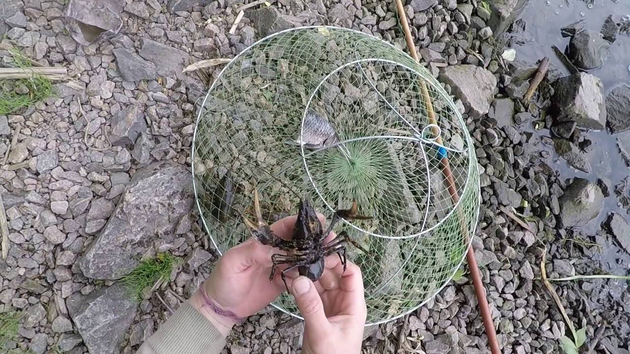 Как ловить раков на раколовки?