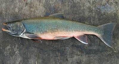Рыба голец: описание, польза и вред, как лучше его приготовить