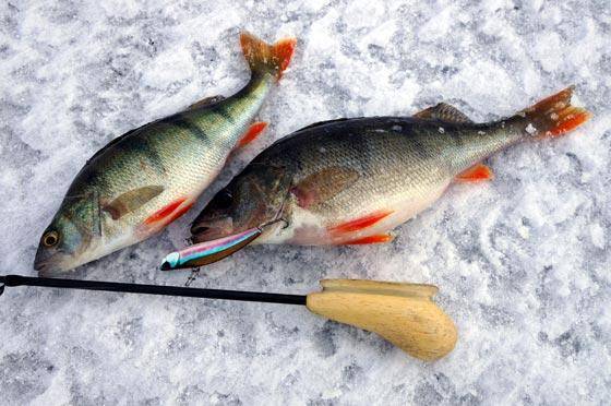 Ратлины на судака: топ-10 лучших моделей для зимней ловли